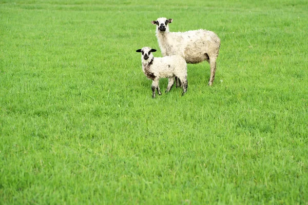 Två får på grönt gräs — Stockfoto