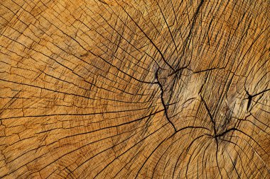 Saplama arka plan bakış