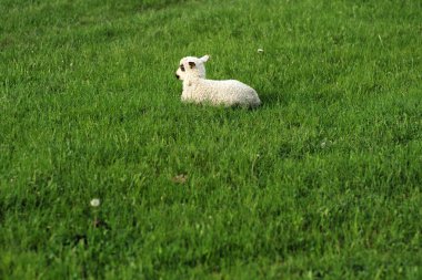 Çimenlerin üzerinde bir koyun