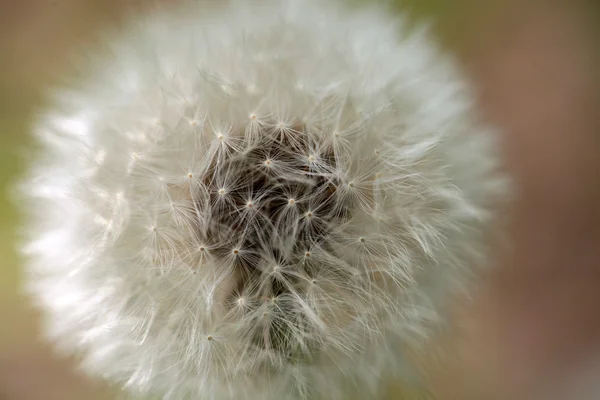 タンポポの花のクローズ アップ — ストック写真