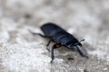 siyah stag beetle portre
