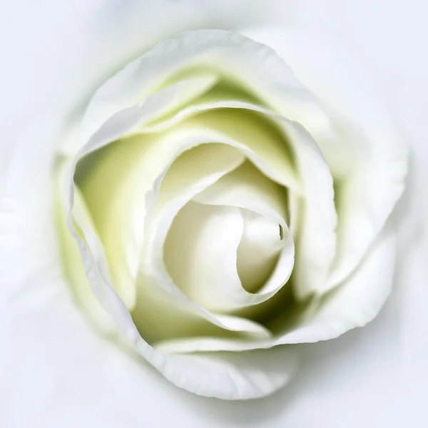 One white rose — Stock Photo, Image