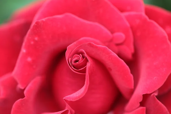 Uma rosa vermelha — Fotografia de Stock