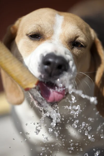 Cão bonito beber água — Fotografia de Stock