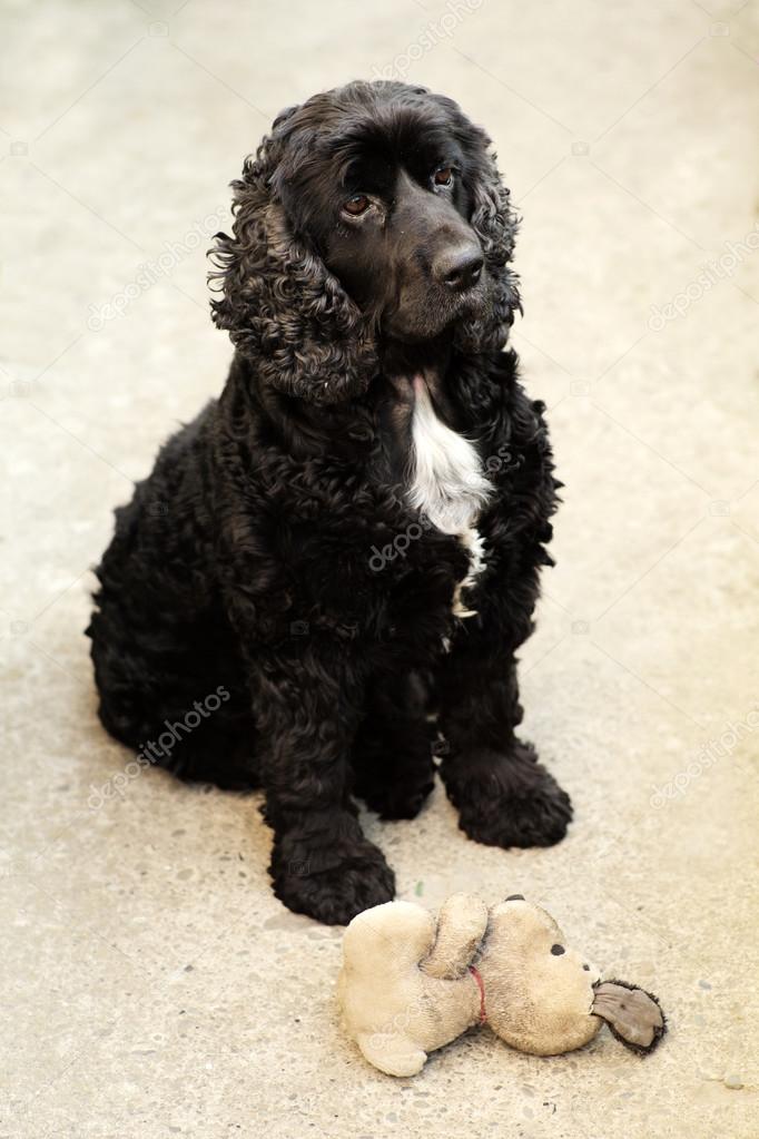 cocker spaniel soft toy