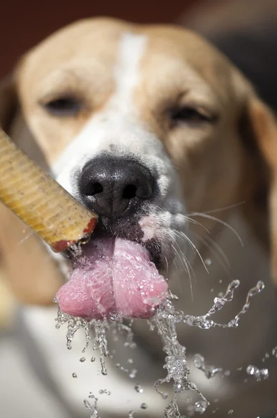 Água potável cão atraente — Fotografia de Stock
