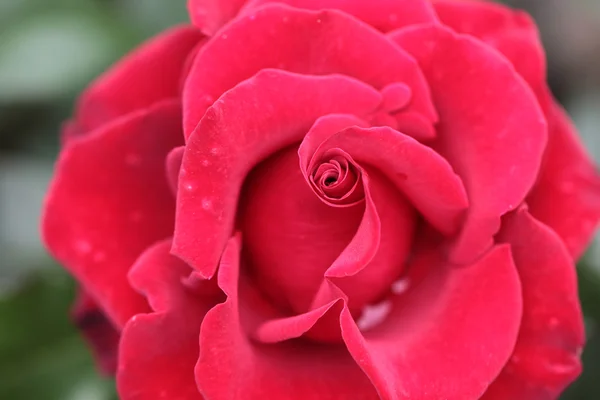 Hermosa rosa roja — Foto de Stock