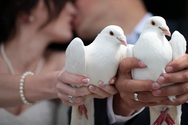 Married couple with white pegeons — Stock Photo, Image