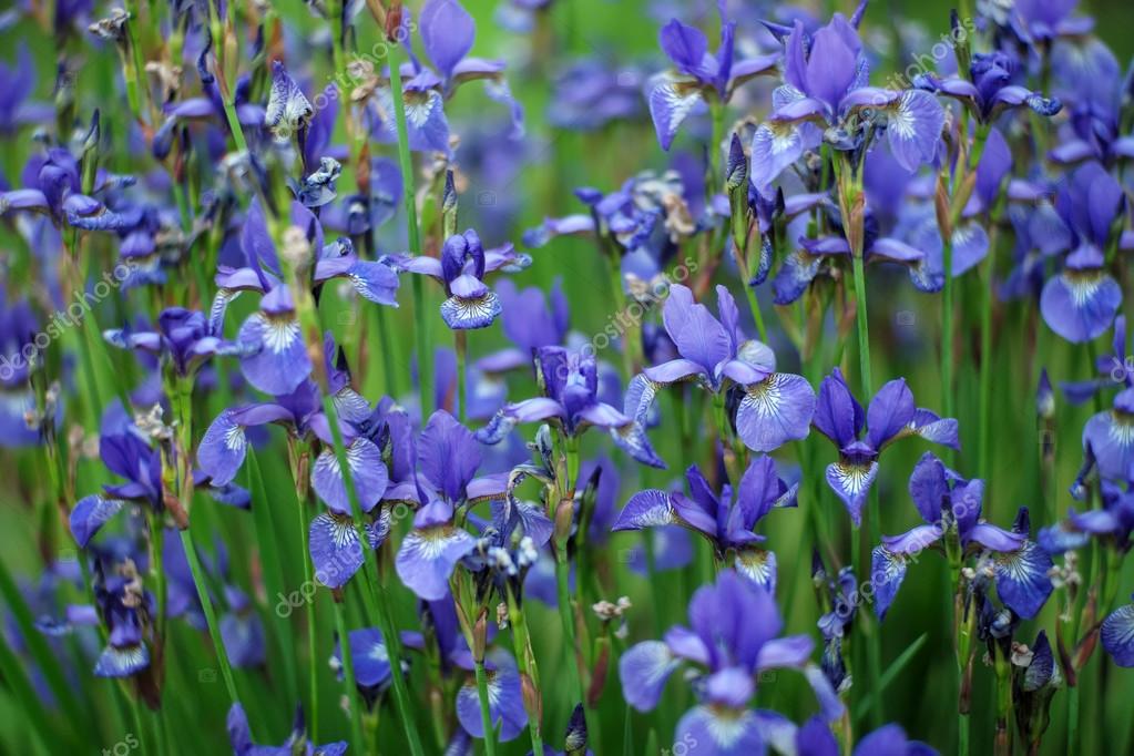 Field Of Iris Flowers Stock Photo Image By C Tverdohlib Com