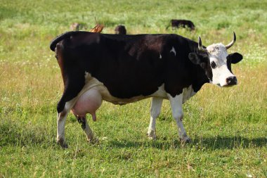 alan, inek sürüsü