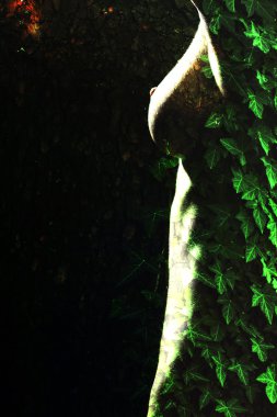 Naked woman with bark texture