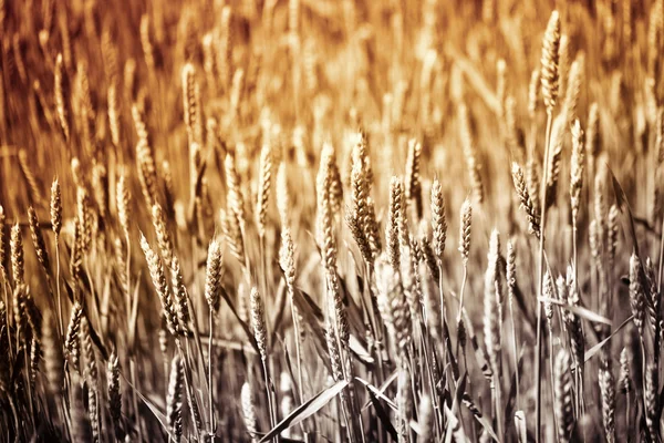 Many ears of wheat — 스톡 사진