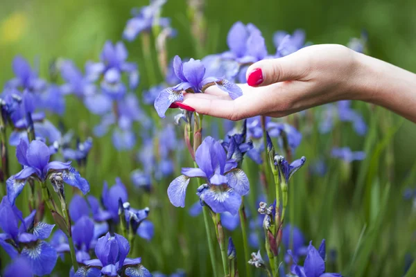 Elegant hand touching iris Royaltyfria Stockfoton