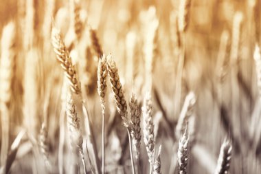 buğday sarı kulaklar