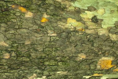 Ağaç kabuğu dokusu