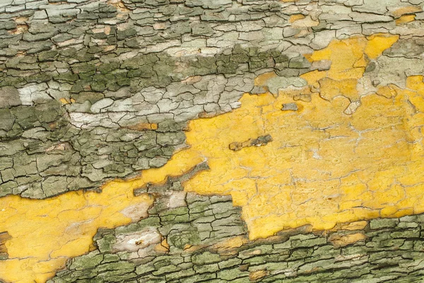 Textura de corteza de árbol —  Fotos de Stock