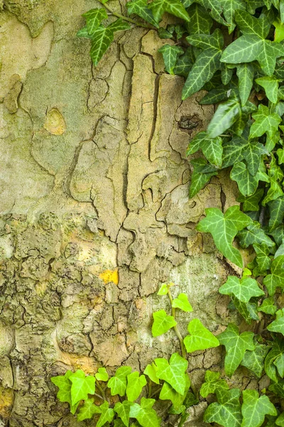 Ağaç kabuğu doku ile yeşil bitki — Stok fotoğraf
