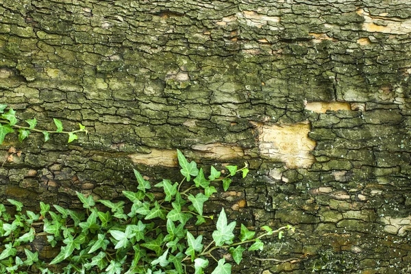 Текстура коры дерева с зеленым растением — стоковое фото