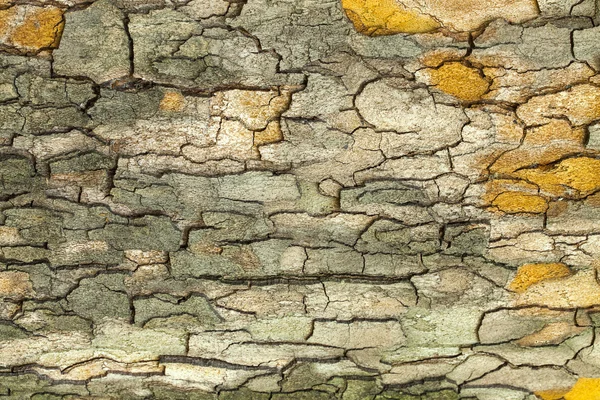 Textura de corteza de árbol —  Fotos de Stock