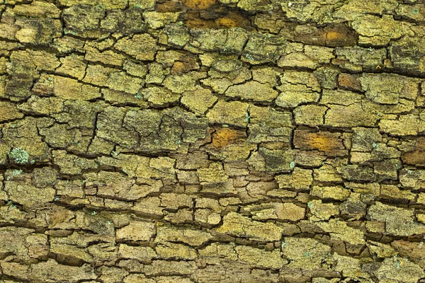 Struttura della corteccia dell'albero — Foto Stock