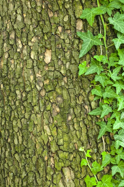 Texture écorce d'arbre avec plante verte — Photo