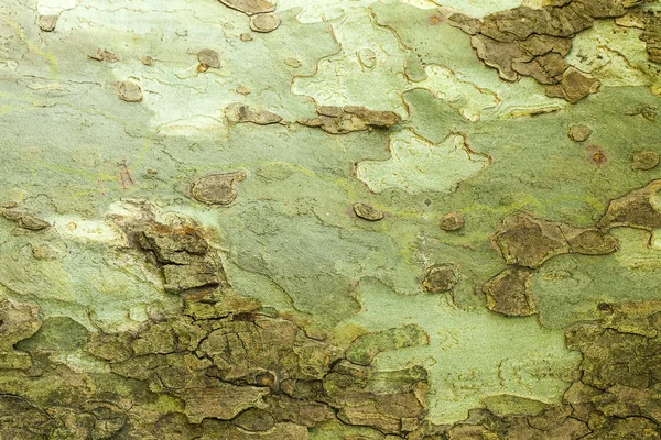 Struttura della corteccia dell'albero — Foto Stock