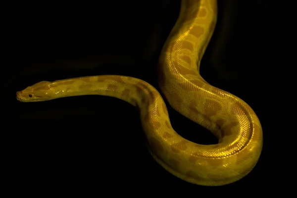 Beautiful bright python — Stock Fotó