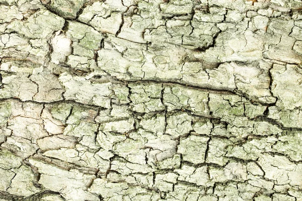 Struttura della corteccia dell'albero — Foto Stock