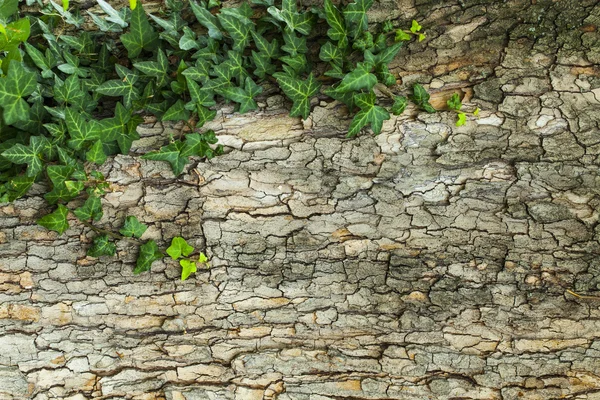 Ağaç kabuğu doku ile yeşil bitki — Stok fotoğraf