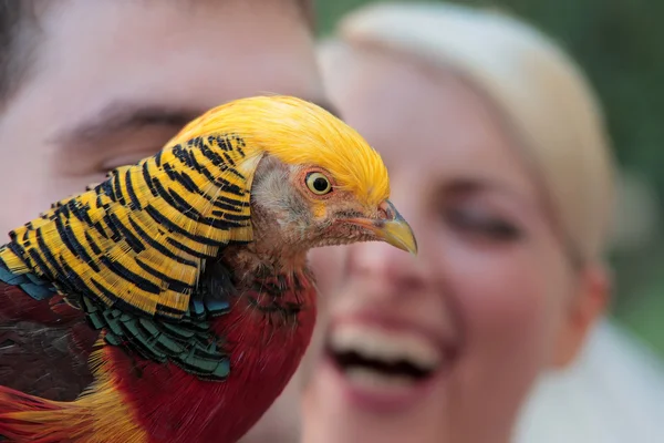 Farbenfrohe Fasan-Nahaufnahme — Stockfoto