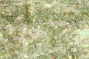 Ağaç kabuğu dokusu