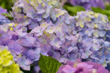 Bahçedeki ortanca çiçekleri