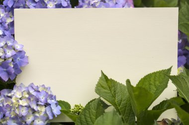 Ortanca çiçek notta kağıt