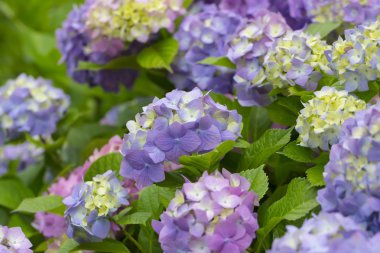 Bahçedeki ortanca çiçekleri