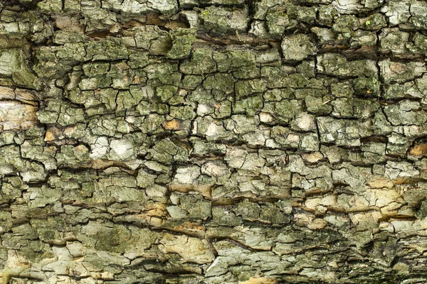 Textura da casca da árvore — Fotografia de Stock