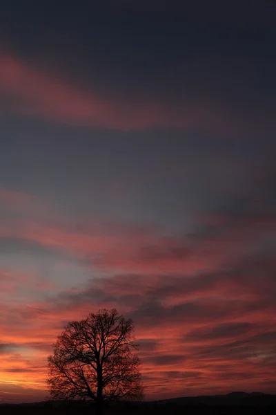 Maravilhoso pôr do sol e uma árvore — Fotografia de Stock