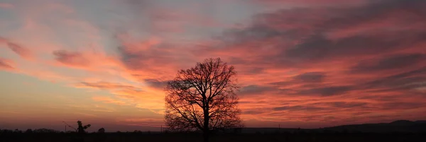 Majestuoso atardecer y un árbol — Foto de Stock