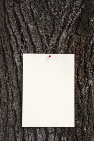 Ağaç kabuğu bir kağıt sürede — Stok fotoğraf
