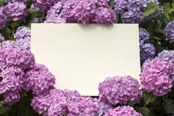 Papier opmerking in hortensia bloemen — Stockfoto