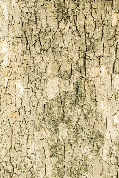 Corteza de árbol vieja — Foto de Stock