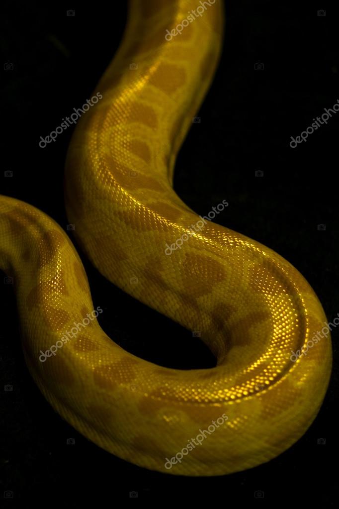 Beautiful yellow python — Stock Photo © Tverdohlib.com #77523494