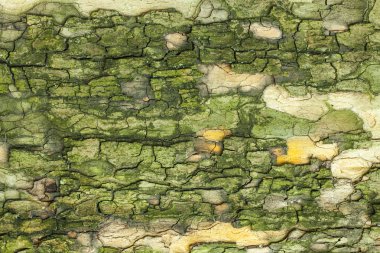 Ağaç kabuğu dokusu