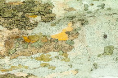 Ağaç kabuğu dokusu