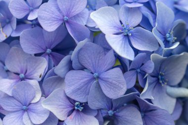 Bahçedeki ortanca çiçekleri