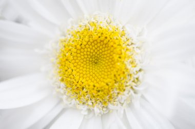 Beyaz papatya çiçek