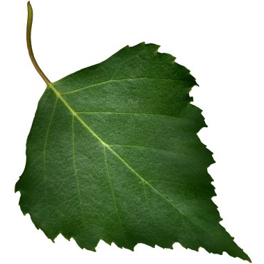 Yeşil kavak yaprağı