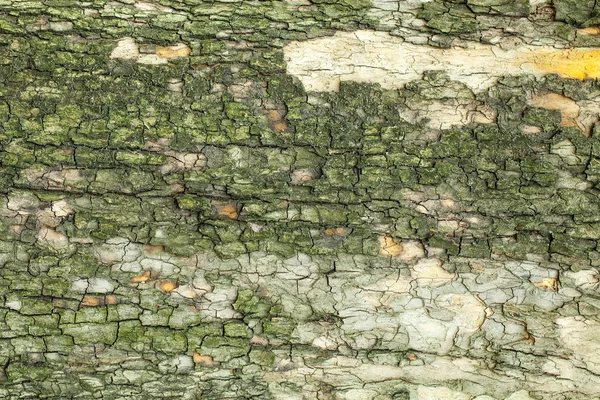 Struttura della corteccia dell'albero — Foto Stock