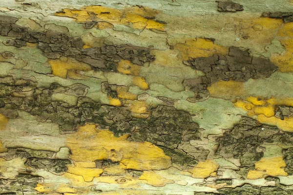 Textura de corteza de árbol — Foto de Stock