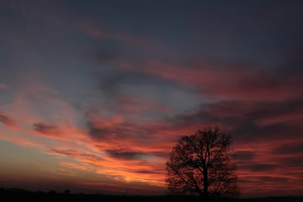 Beautiful sunset and one tree — Φωτογραφία Αρχείου