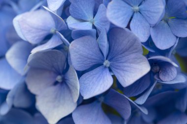 Bahçedeki ortanca çiçekleri